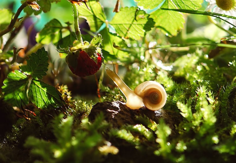 Moss Garden