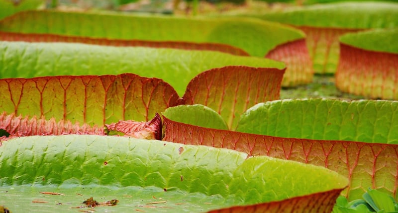 Lily Flower
